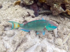 Stoplight Parrotfish (18